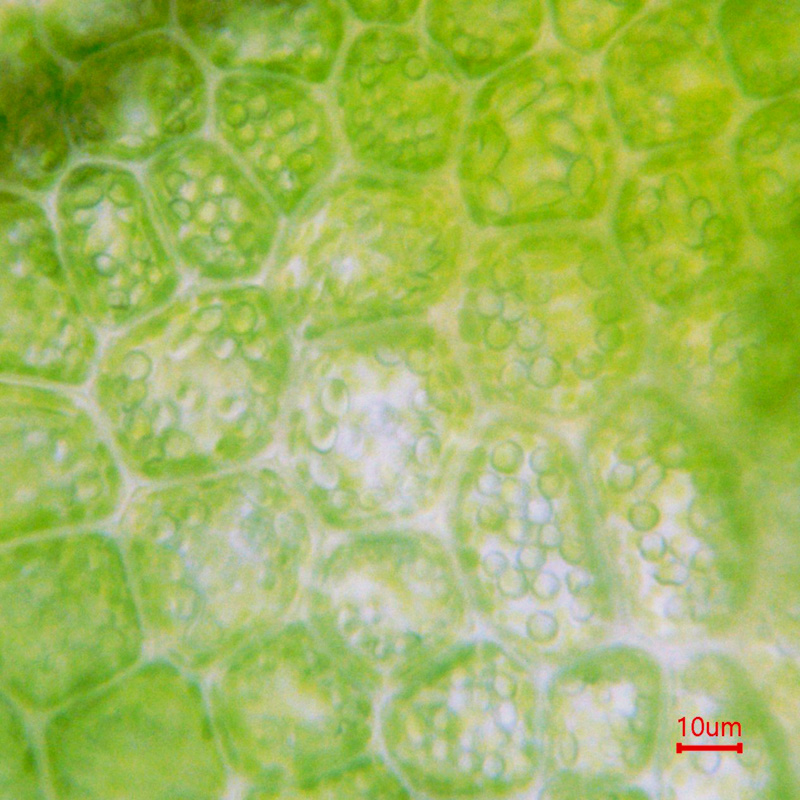 Lepidozia reptans